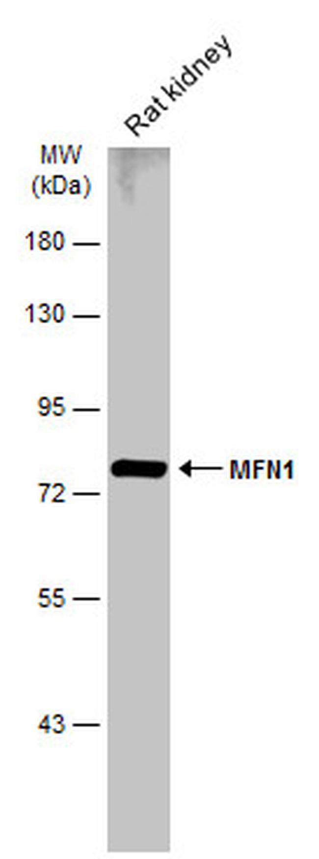 MFN1 Antibody in Western Blot (WB)