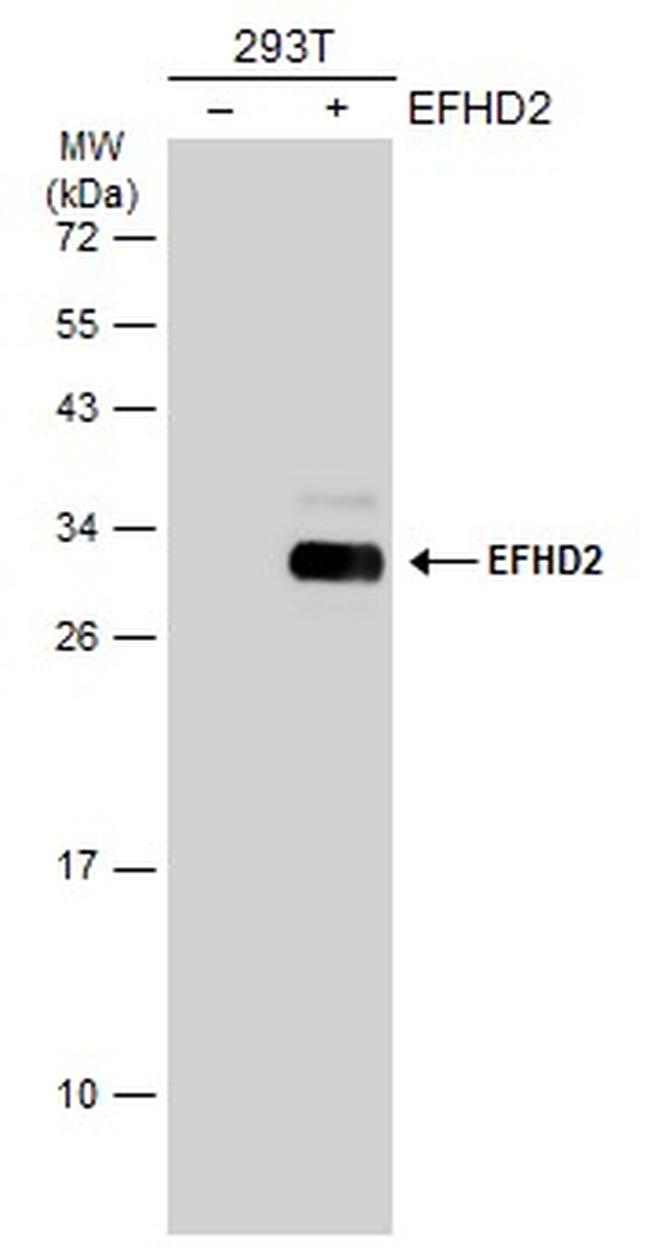 EFHD2 Antibody in Western Blot (WB)