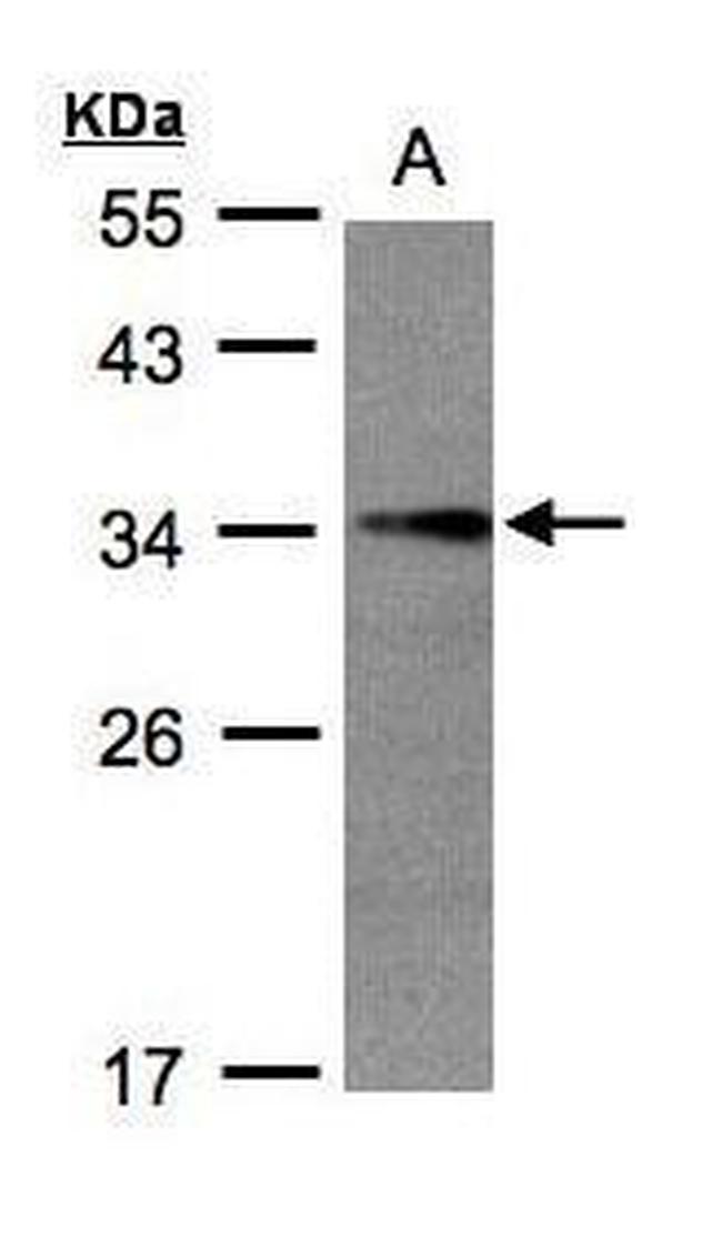 EFHD2 Antibody in Western Blot (WB)