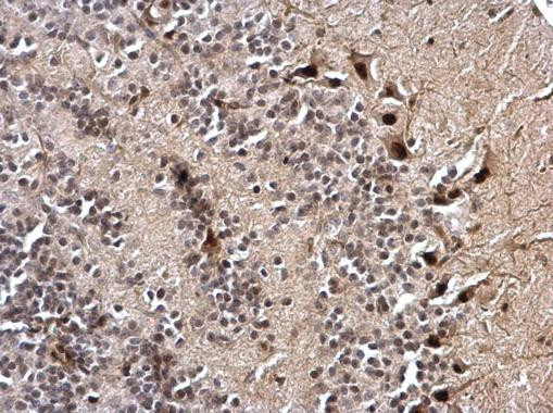 NKAP Antibody in Immunohistochemistry (Paraffin) (IHC (P))