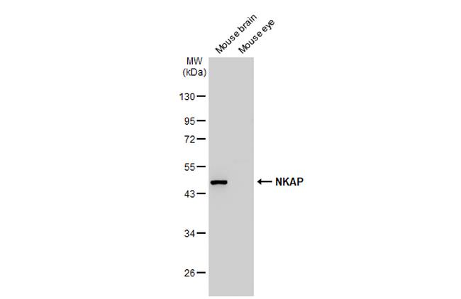 NKAP Antibody in Western Blot (WB)