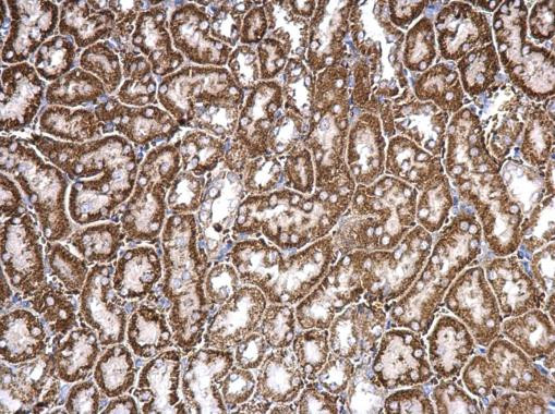 CHRDL1 Antibody in Immunohistochemistry (Paraffin) (IHC (P))