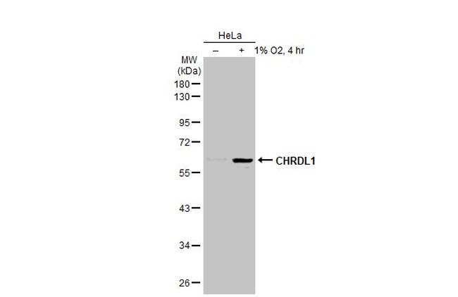 CHRDL1 Antibody in Western Blot (WB)