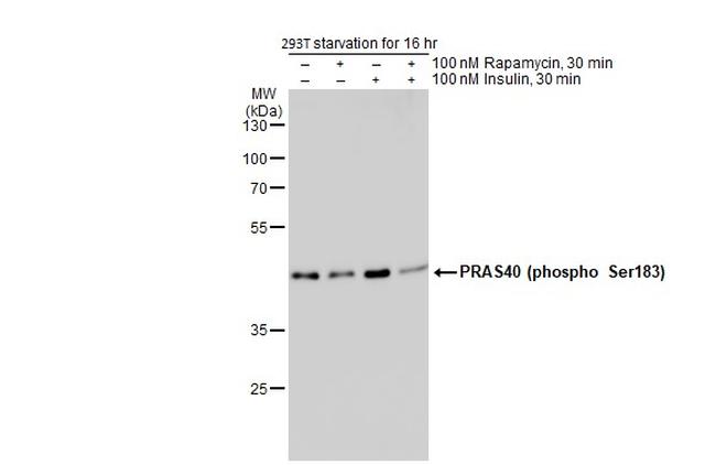 Phospho-PRAS40 (Ser183) Antibody in Western Blot (WB)