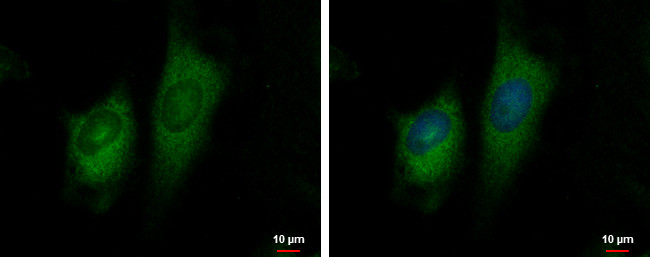 GFM2 Antibody in Immunocytochemistry (ICC/IF)