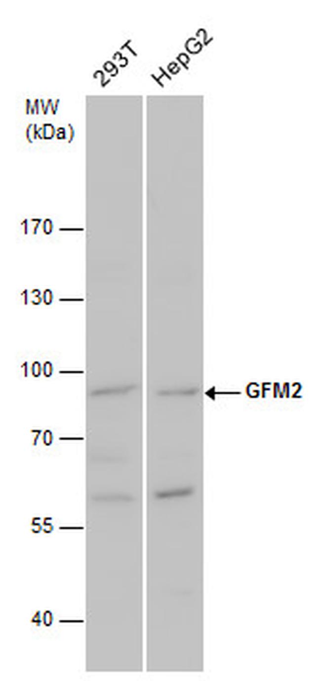 GFM2 Antibody in Western Blot (WB)