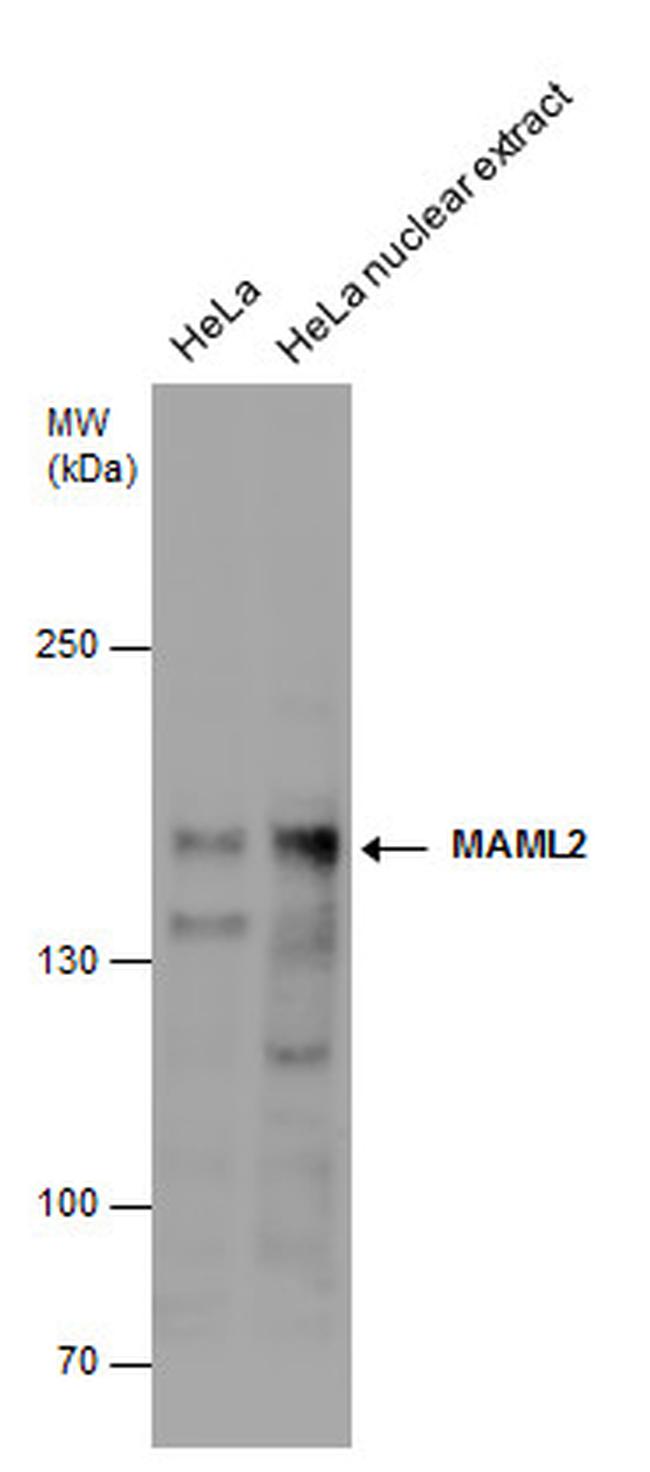 MAML2 Antibody in Western Blot (WB)