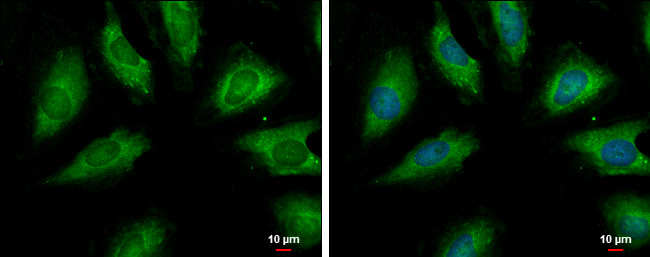 PSRC1 Antibody in Immunocytochemistry (ICC/IF)