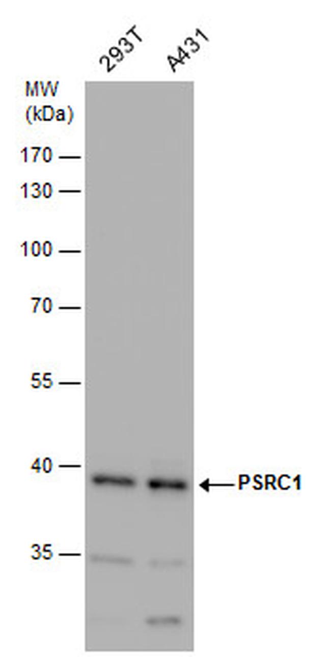 PSRC1 Antibody in Western Blot (WB)