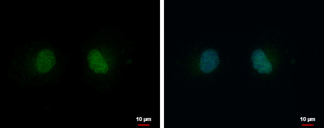 PSKH2 Antibody in Immunocytochemistry (ICC/IF)