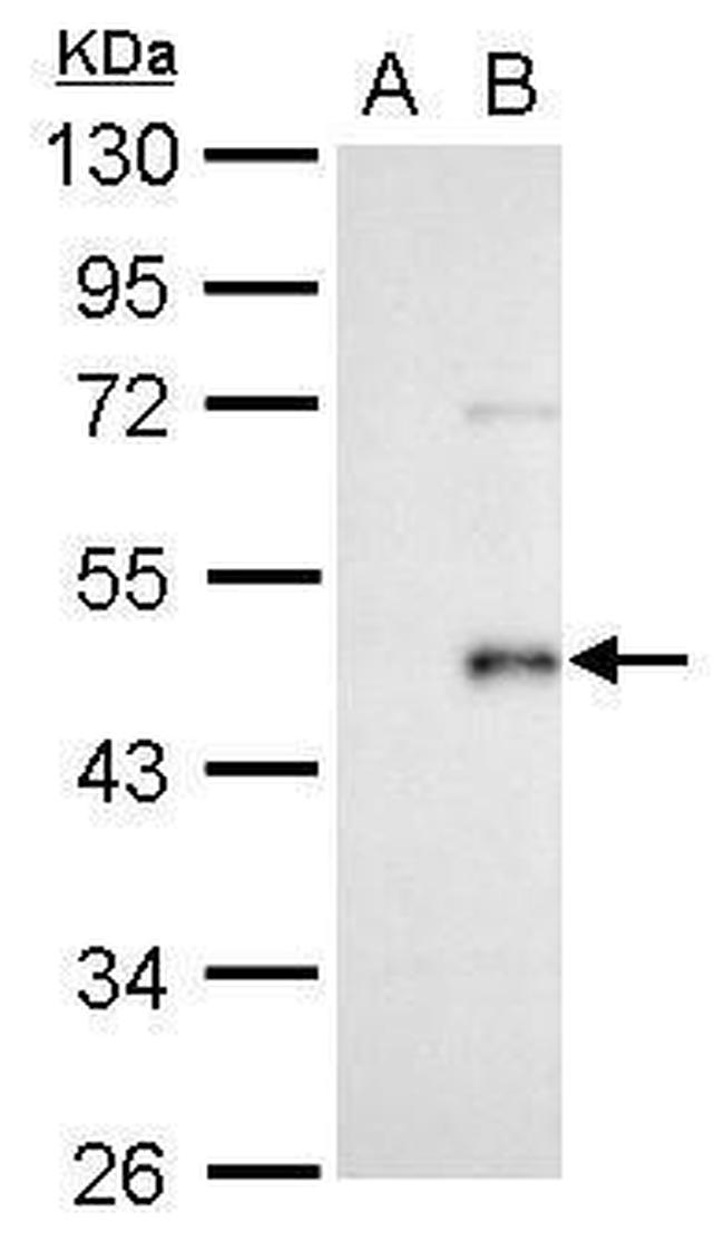 WNT3A Antibody in Western Blot (WB)