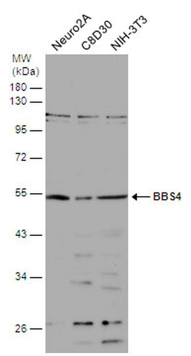 BBS4 Antibody in Western Blot (WB)