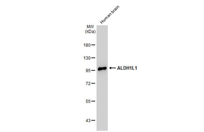 ALDH1L1 Antibody in Western Blot (WB)