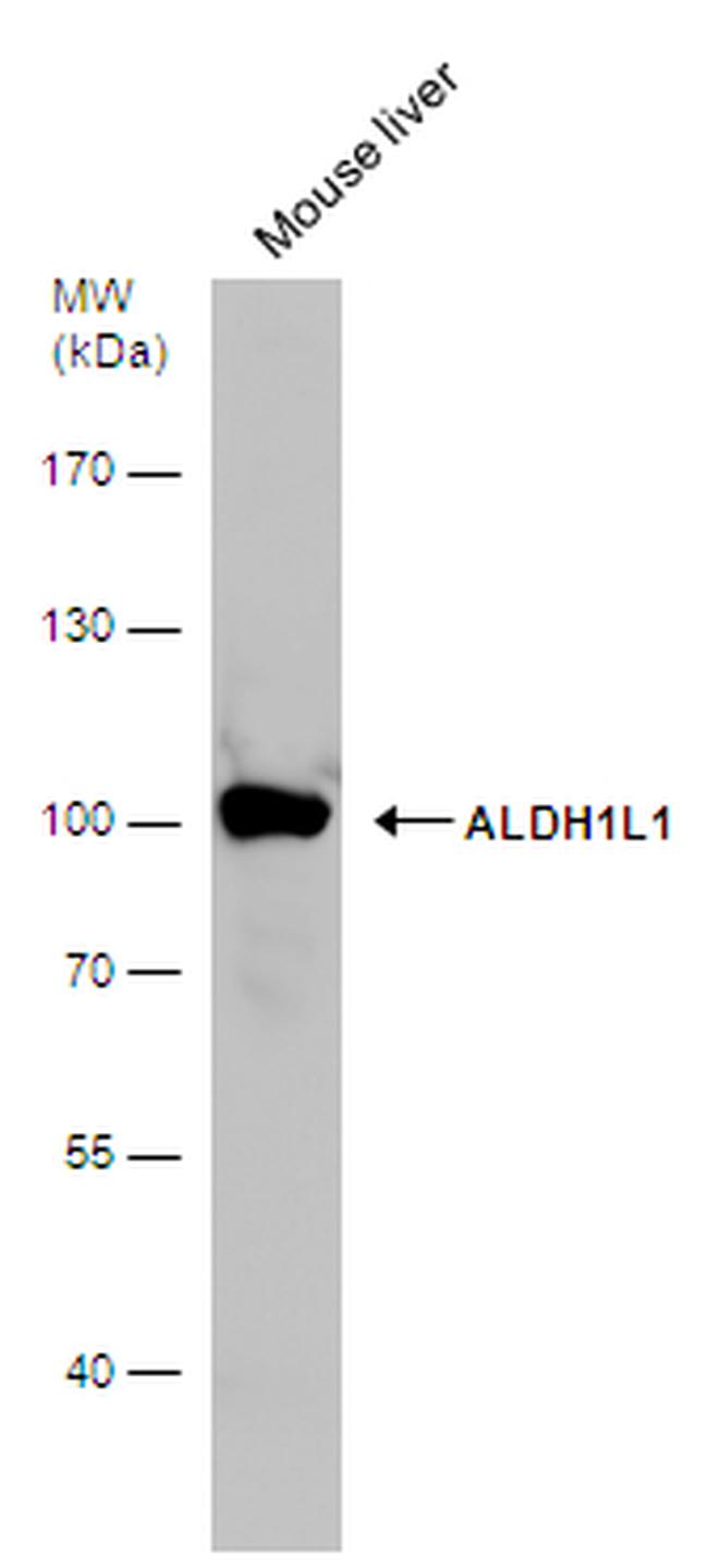 ALDH1L1 Antibody in Western Blot (WB)