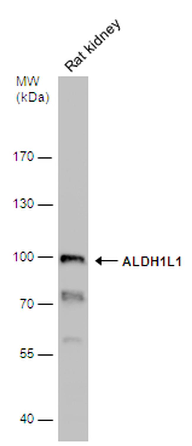 ALDH1L1 Antibody in Western Blot (WB)