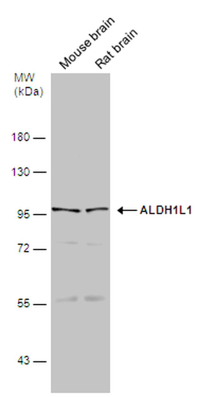 ALDH1L1 Antibody in Western Blot (WB)