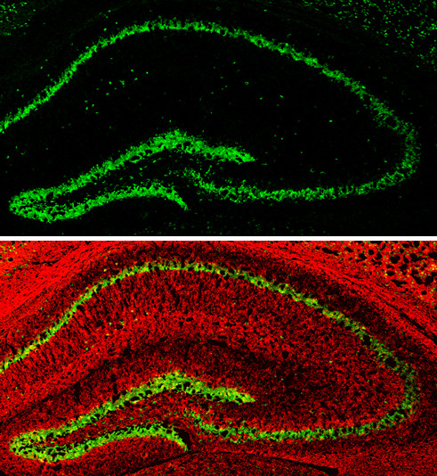 NeuN Antibody in Immunohistochemistry (Frozen) (IHC (F))