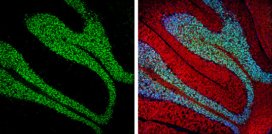 NeuN Antibody in Immunohistochemistry (Frozen) (IHC (F))