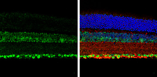 NeuN Antibody in Immunohistochemistry (Paraffin) (IHC (P))