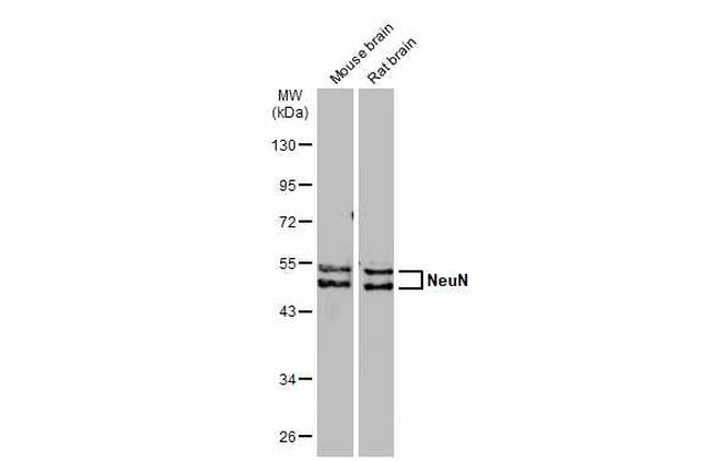 NeuN Antibody in Western Blot (WB)