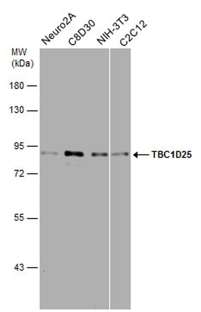 TBC1D25 Antibody in Western Blot (WB)