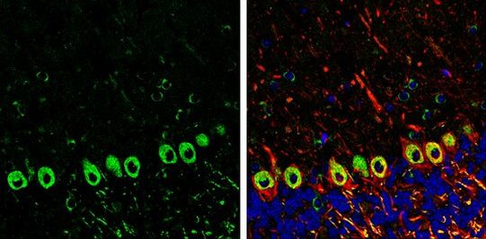 SAPAP1 Antibody in Immunohistochemistry (Frozen) (IHC (F))