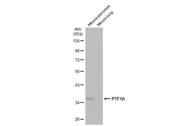 PTF1A Antibody in Western Blot (WB)