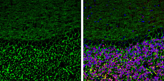 Neurofascin Antibody in Immunohistochemistry (Frozen) (IHC (F))