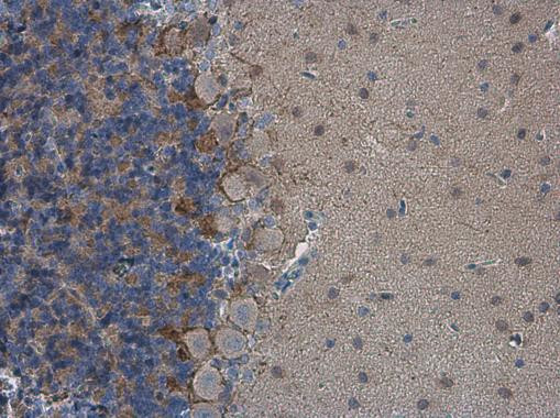 HCN1 Antibody in Immunohistochemistry (Paraffin) (IHC (P))