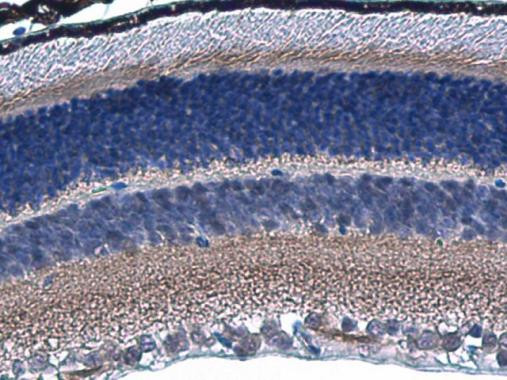 HCN1 Antibody in Immunohistochemistry (Paraffin) (IHC (P))