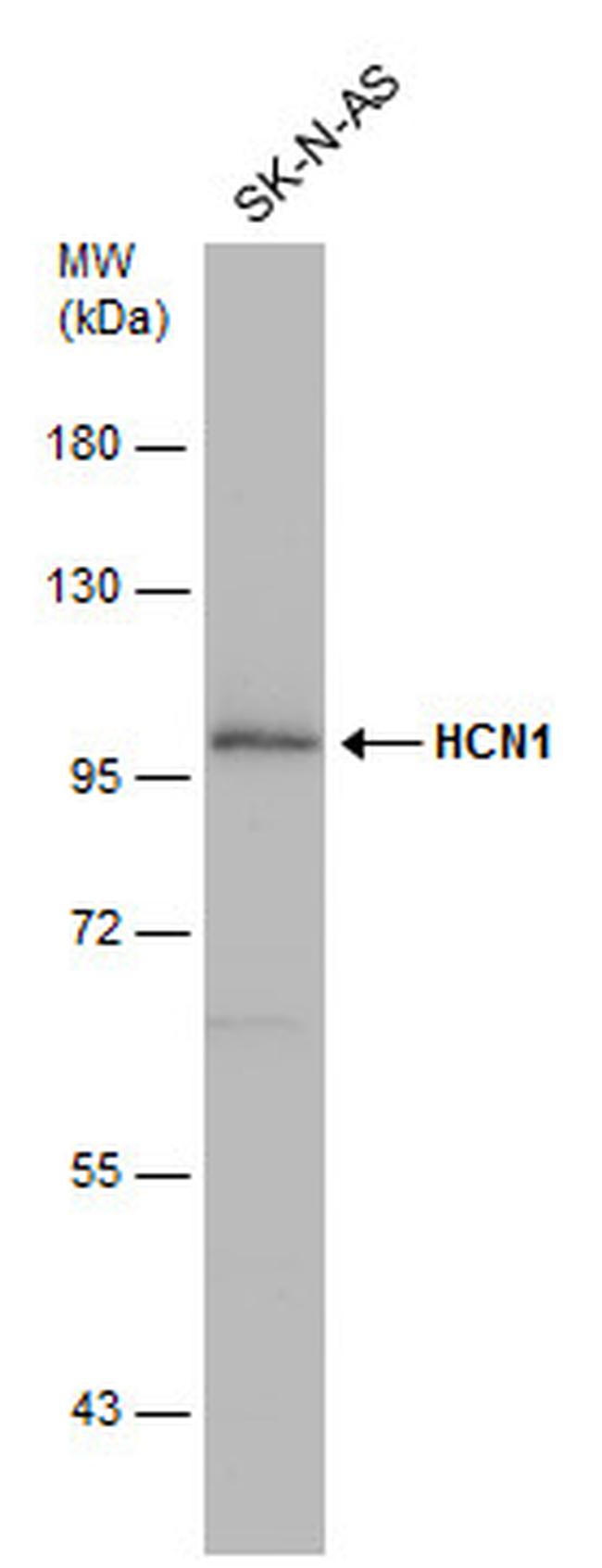 HCN1 Antibody in Western Blot (WB)