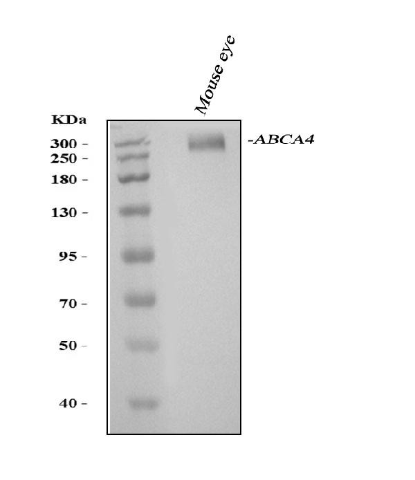 ABCA4 Antibody in Western Blot (WB)