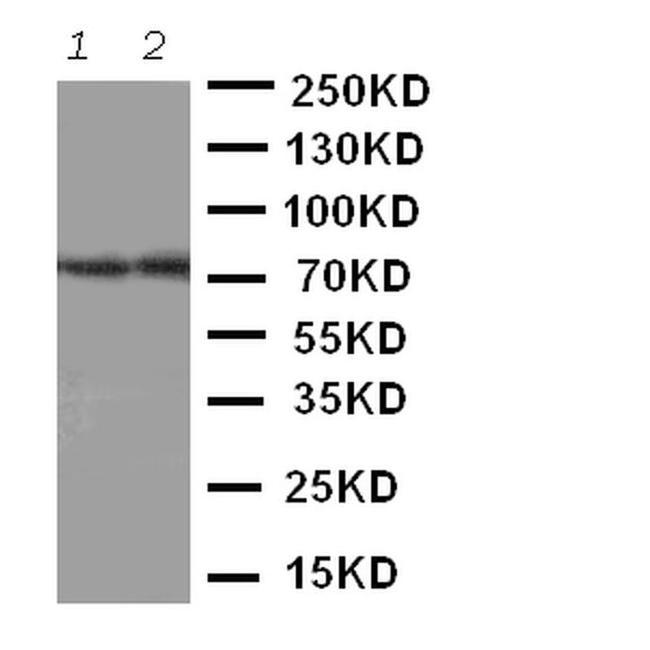 ABCG4 Antibody in Western Blot (WB)