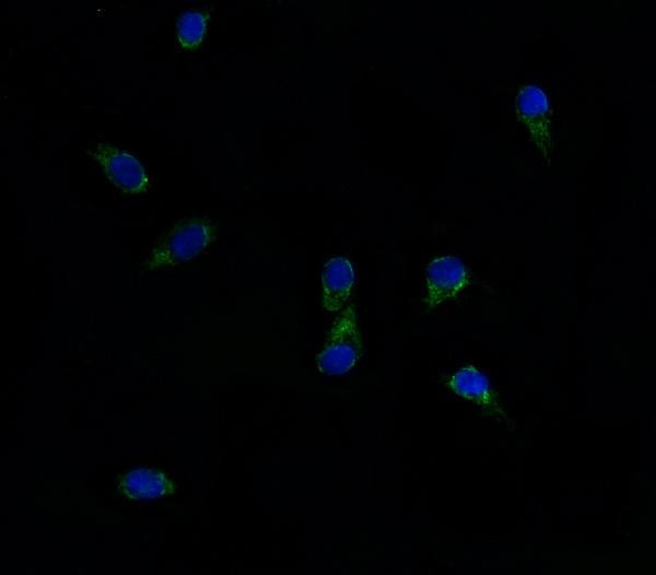 ABCG8 Antibody in Immunocytochemistry (ICC/IF)