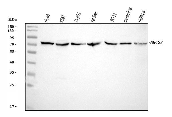 ABCG8 Antibody in Western Blot (WB)