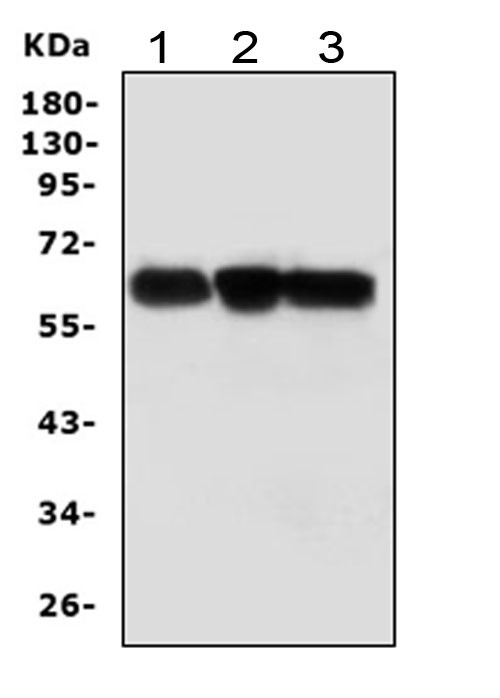 ABI1 Antibody in Western Blot (WB)