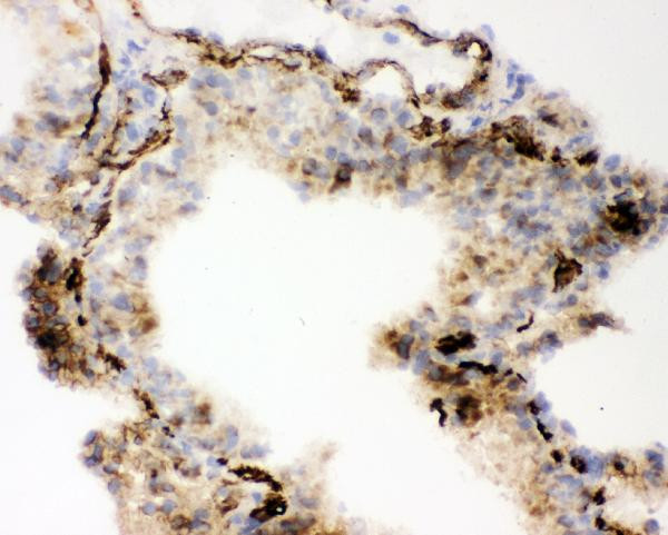 ACE Antibody in Immunohistochemistry (Frozen) (IHC (F))