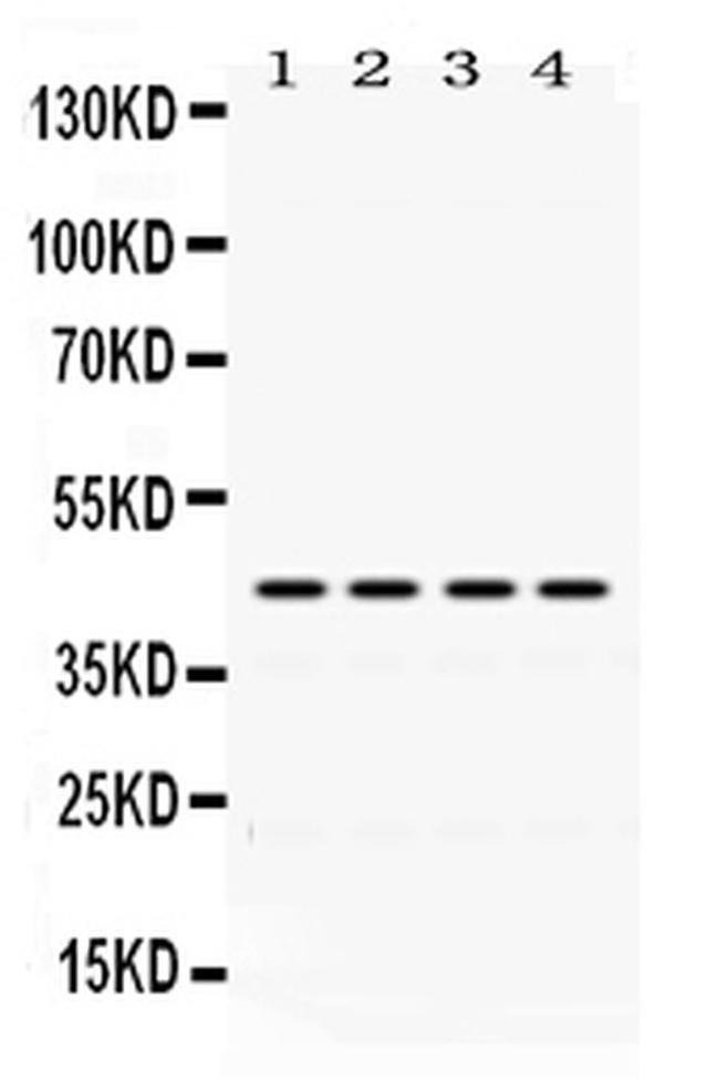 Actin Antibody in Western Blot (WB)