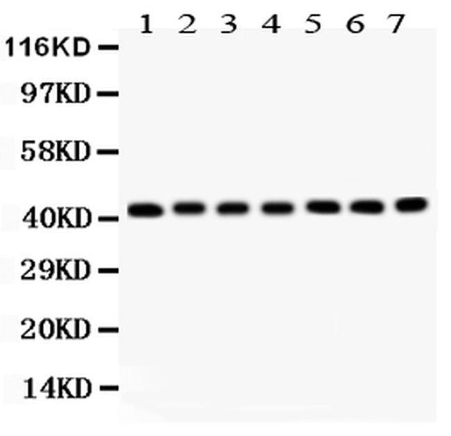 Actin Antibody in Western Blot (WB)