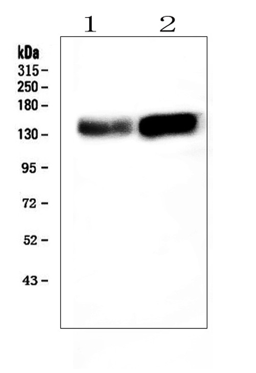 ADAMTS13 Antibody in Western Blot (WB)