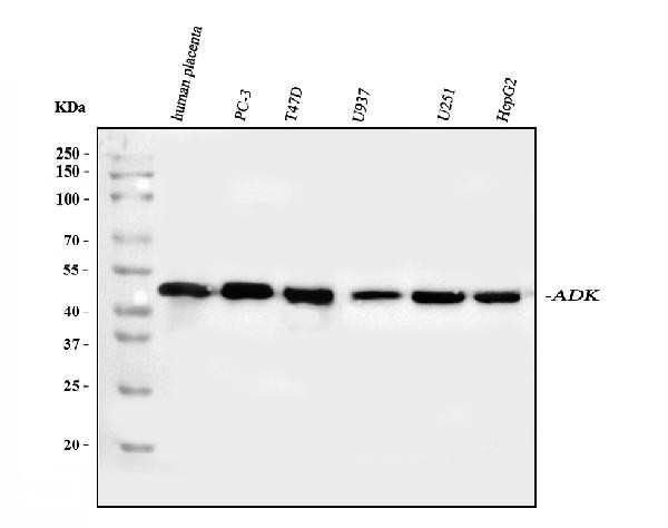 ADK Antibody in Western Blot (WB)