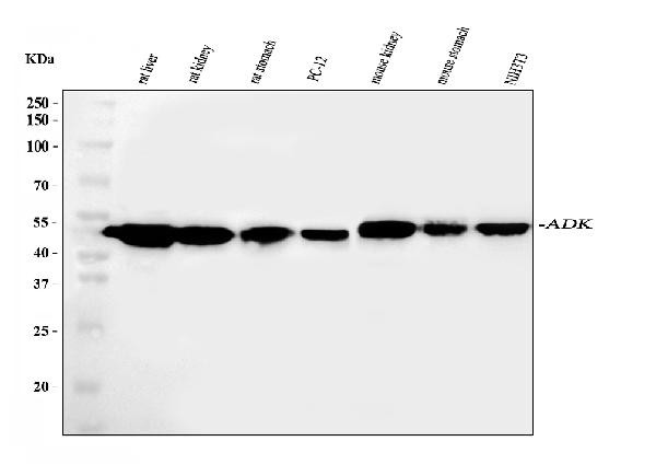 ADK Antibody in Western Blot (WB)