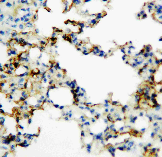 RAGE Antibody in Immunohistochemistry (Paraffin) (IHC (P))