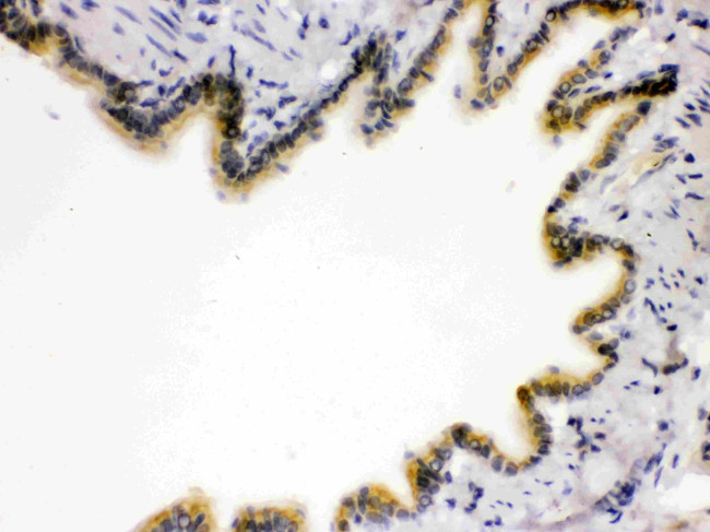 RAGE Antibody in Immunohistochemistry (Paraffin) (IHC (P))