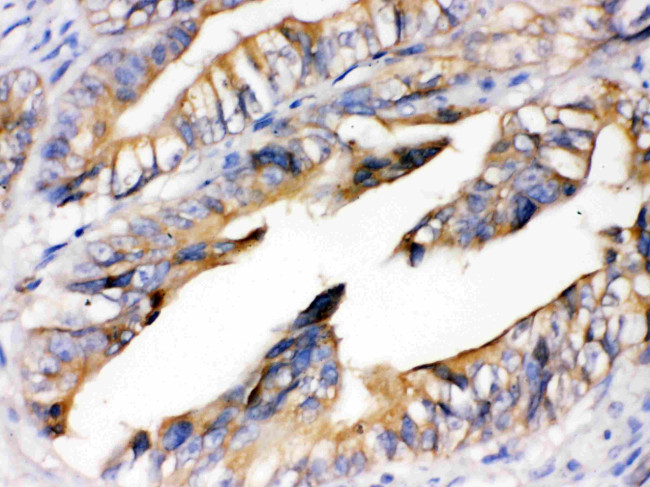 RAGE Antibody in Immunohistochemistry (Paraffin) (IHC (P))