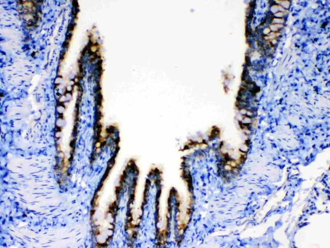 AgRP Antibody in Immunohistochemistry (Paraffin) (IHC (P))