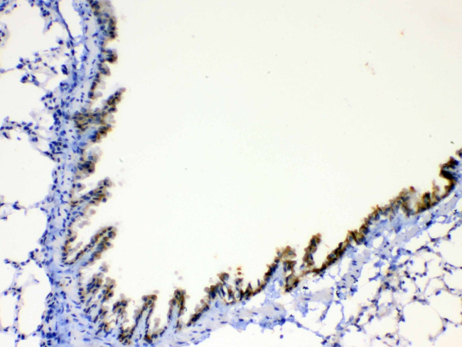 AgRP Antibody in Immunohistochemistry (Paraffin) (IHC (P))