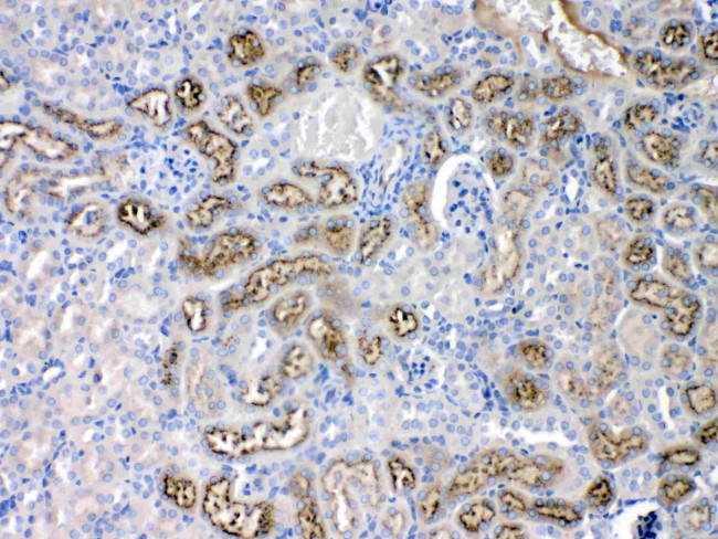 Angiotensinogen Antibody in Immunohistochemistry (Paraffin) (IHC (P))