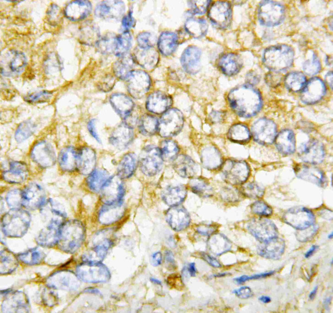 AIMP2 Antibody in Immunohistochemistry (Paraffin) (IHC (P))