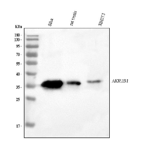 AKR1B1 Antibody in Western Blot (WB)